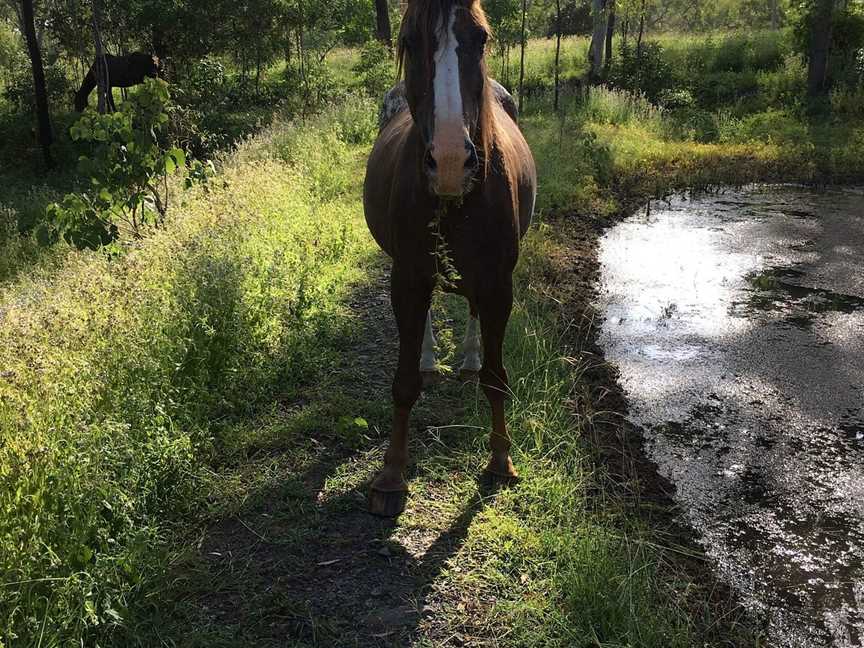 Stoney Creek Farmstay, Mackay, QLD