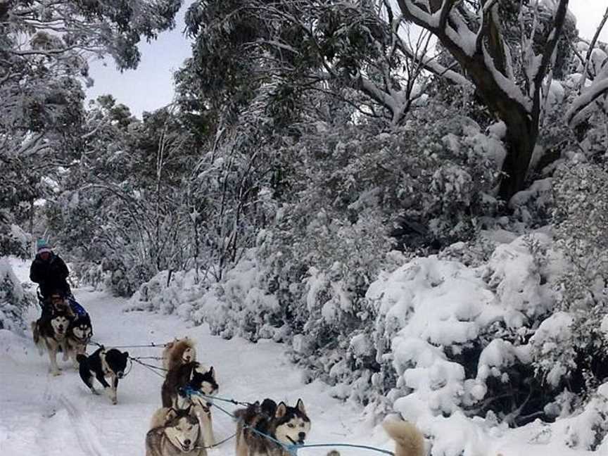 Howling Husky Sled Dog Tours, Mount Baw Baw, VIC