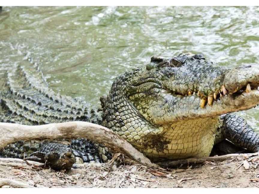 Daintree Crocodile Tours, Daintree, QLD