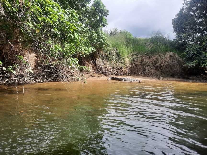 Daintree Crocodile Tours, Daintree, QLD