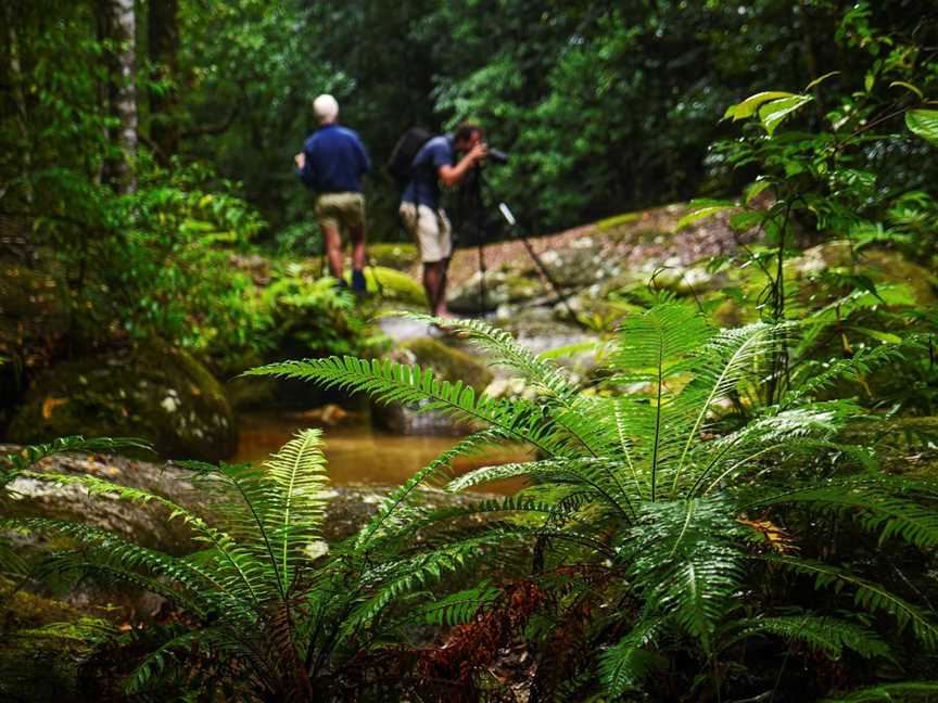 North Queensland Wildscapes, Cairns City, QLD