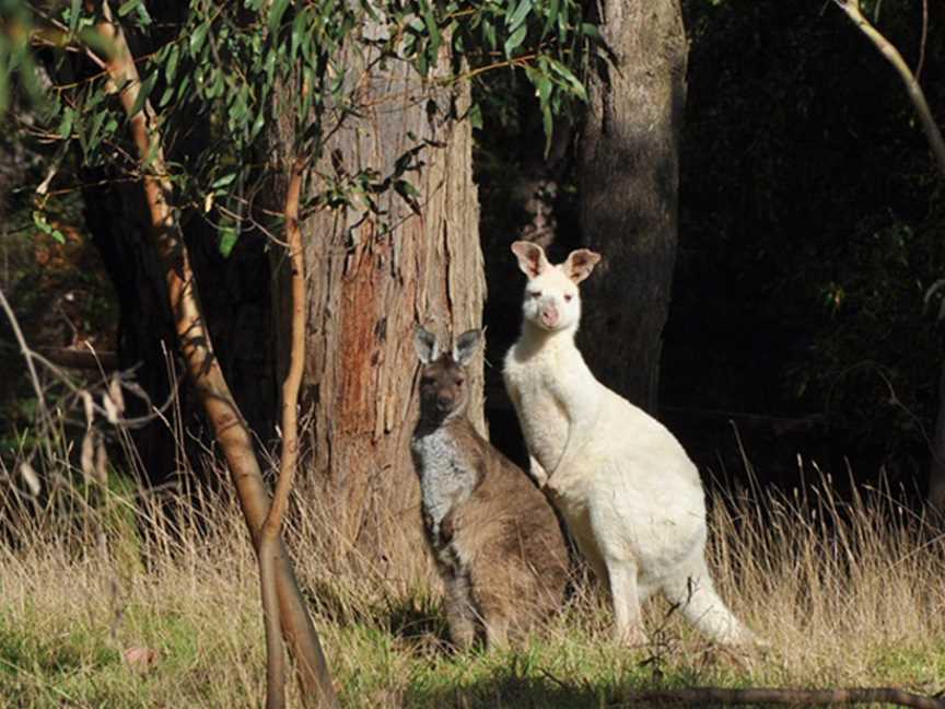 Elite Day Tours, Mornington, VIC