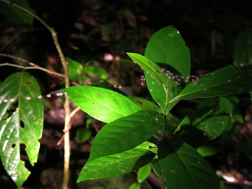 Jungle Adventures Night Walk, Cape Tribulation, QLD