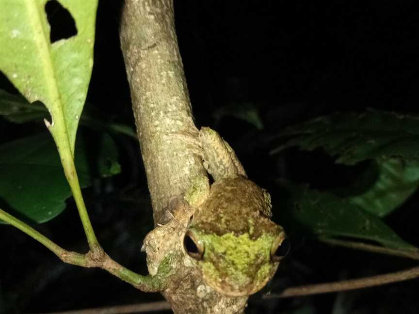 Jungle Adventures Night Walk, Cape Tribulation, QLD