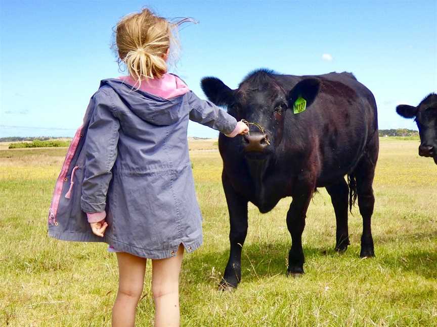 King Island Farm Tours - Meat Your Beef, King Island, TAS