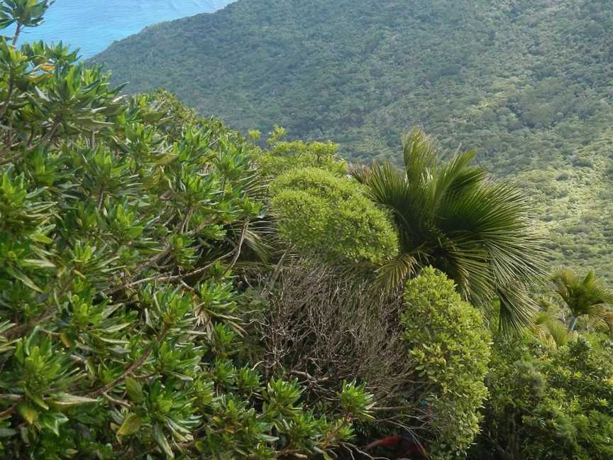 Lord Howe Island - Sea to Summit Expeditions, Lord Howe Island, NSW