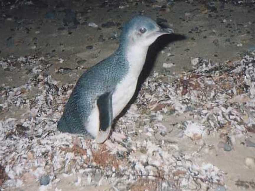 Wynyard Penguin Tours, Wynyard, TAS