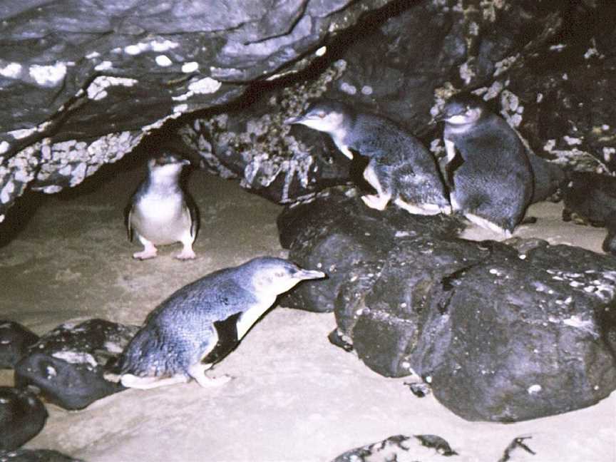 Wynyard Penguin Tours, Wynyard, TAS