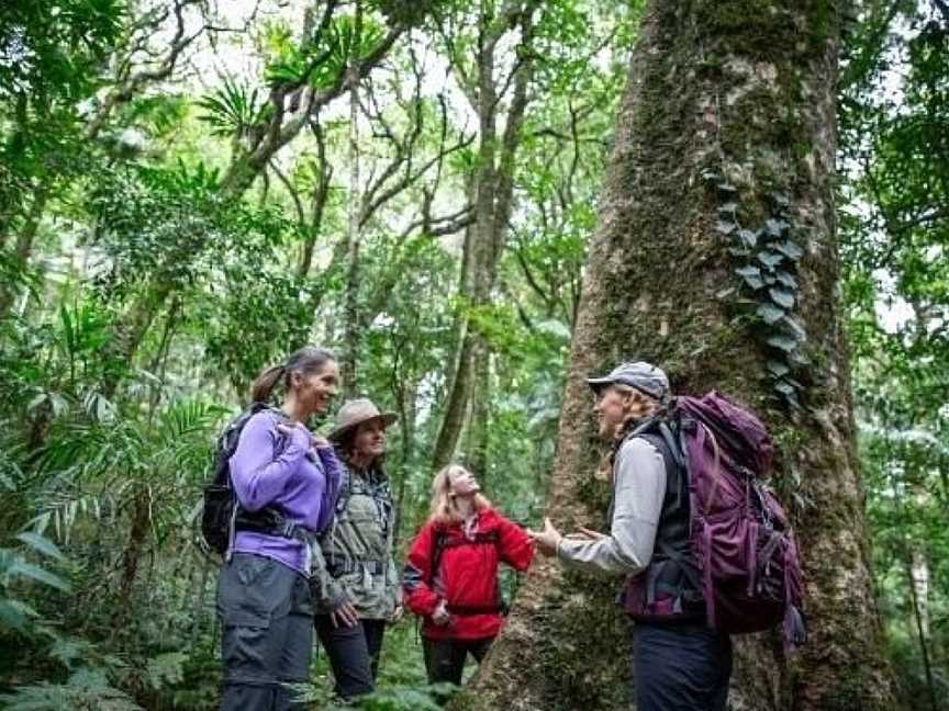 Scenic Rim Trail, Scenic Rim, QLD