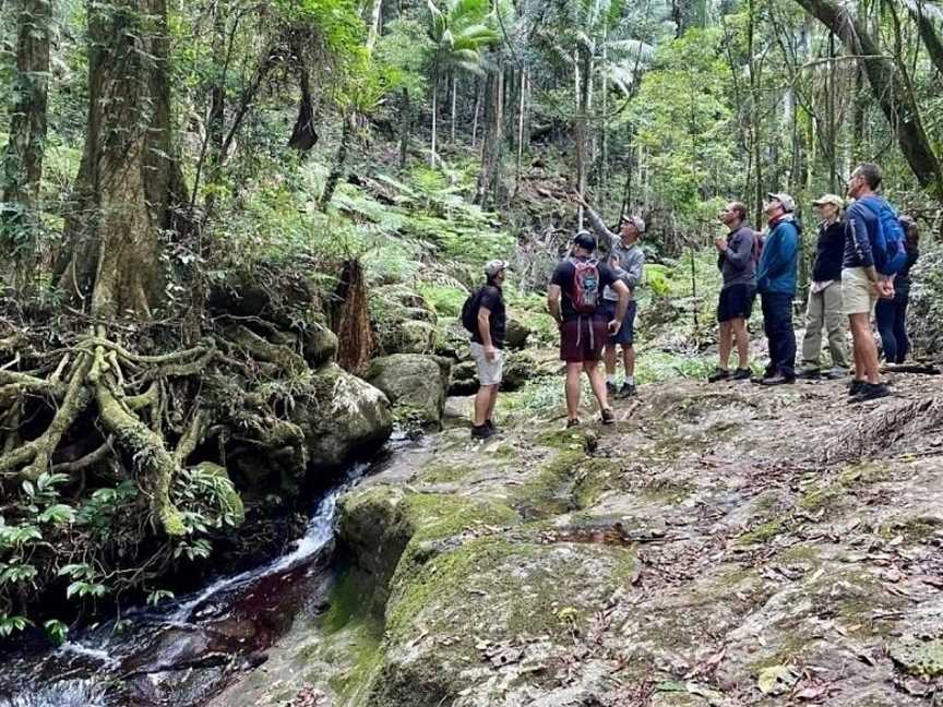 Scenic Rim Trail, Scenic Rim, QLD