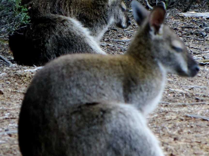 Daming Tours - Day Tours, Launceston, TAS