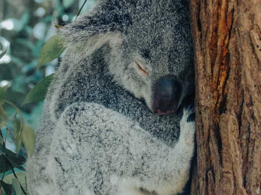 Tropical Bliss Tours, Cairns City, QLD