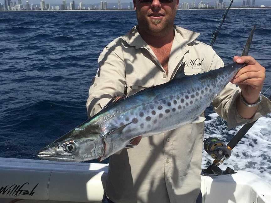 Willfish, Airlie Beach, QLD