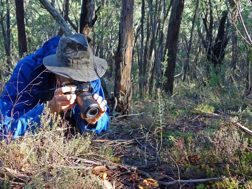 Secrets of the Stringybark Bushland, McHarg Creek, SA