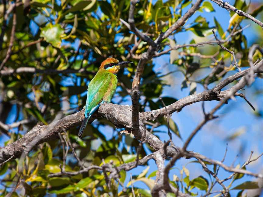 Brisbane Nature Tours, Brisbane, QLD