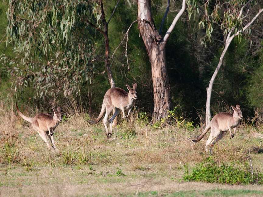 Brisbane Nature Tours, Brisbane, QLD