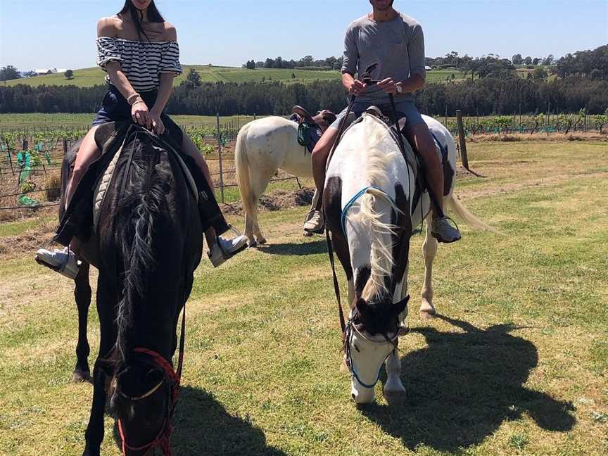 Murchessons Equine Wine And Dine Tours, Pokolbin, NSW