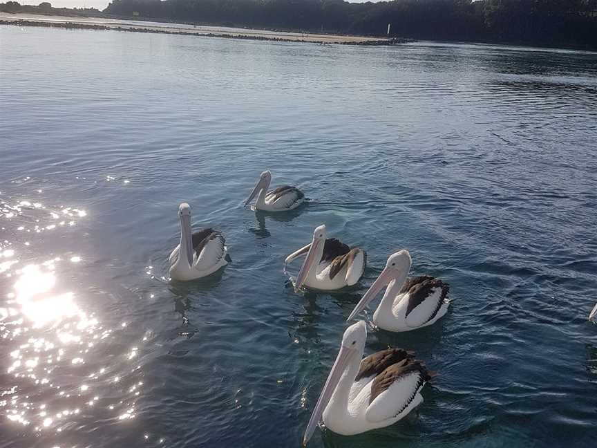 Sheriff Fishing Charters, Narooma, NSW