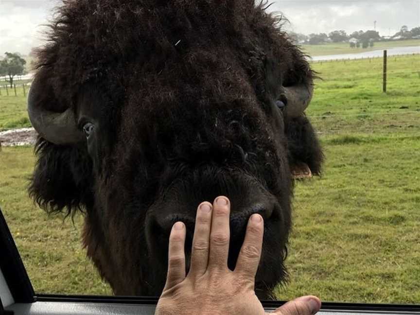 Hunter Valley Bison, Morpeth, NSW