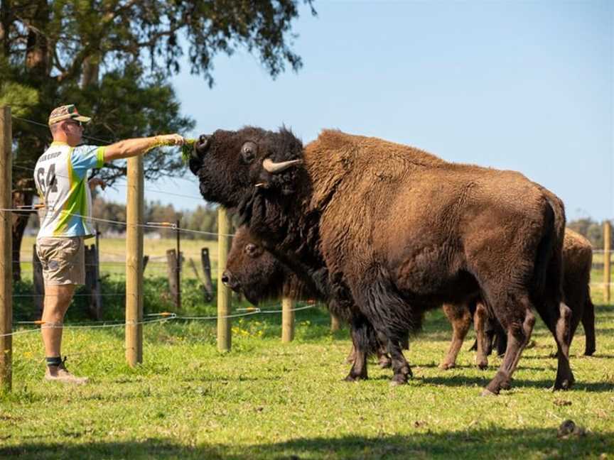 Hunter Valley Bison, Morpeth, NSW