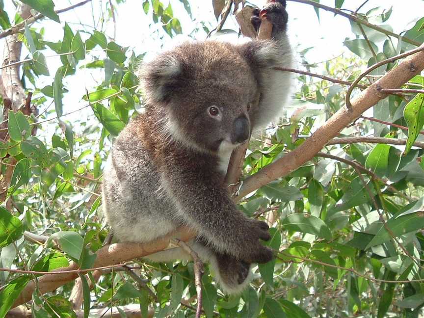 Otway Discovery Great Ocean Road Tours, Melbourne, VIC