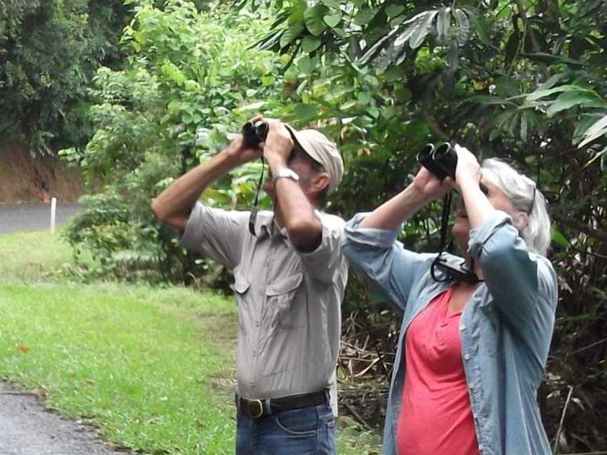 Daintree Bird Walk, Daintree, QLD