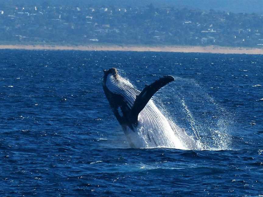 Sydney Adventure Cruises, Sydney, NSW