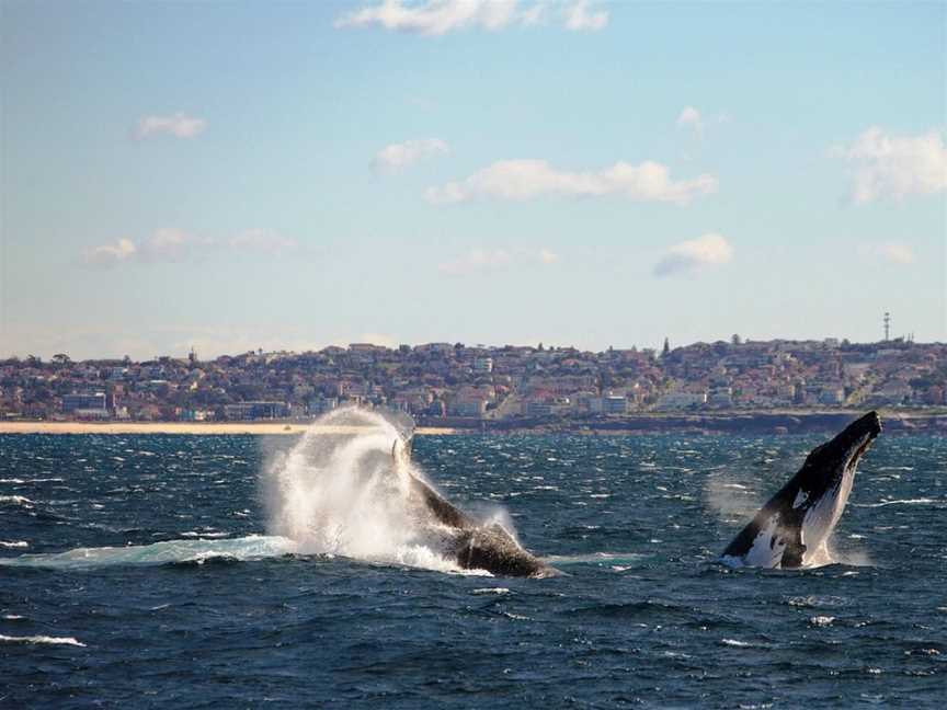 Sydney Adventure Cruises, Sydney, NSW