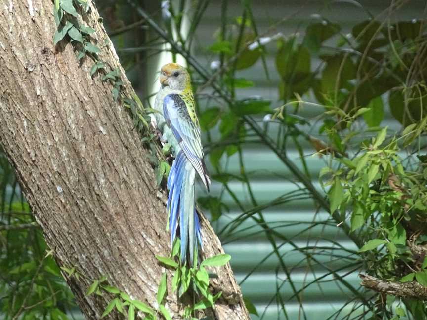 Coochie Guided Island Tours, Coochiemudlo Island, QLD