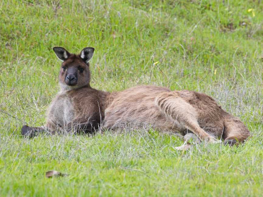 Kangaroo Island Touring Company, Cygnet River, SA