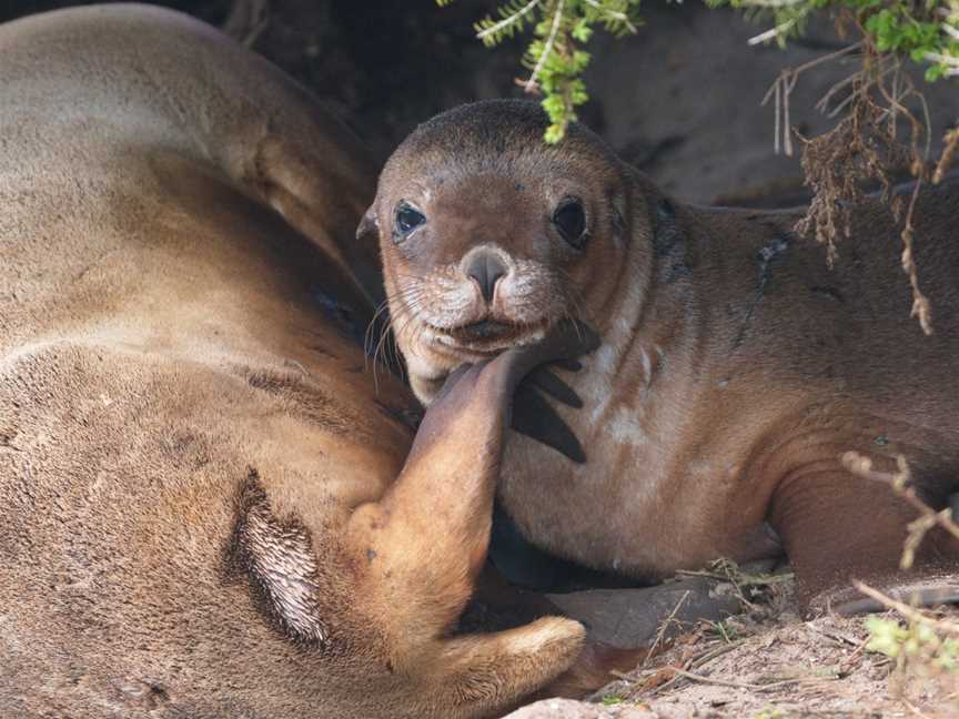 Kangaroo Island Touring Company, Cygnet River, SA