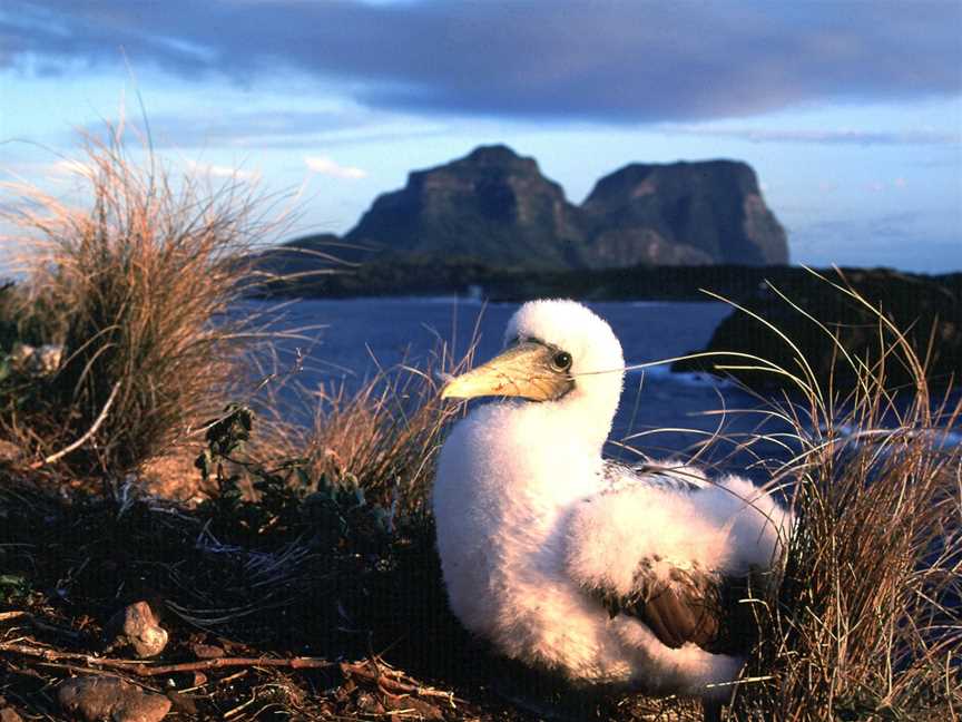 Lord Howe Island Nature Tours, Lord Howe Island, NSW