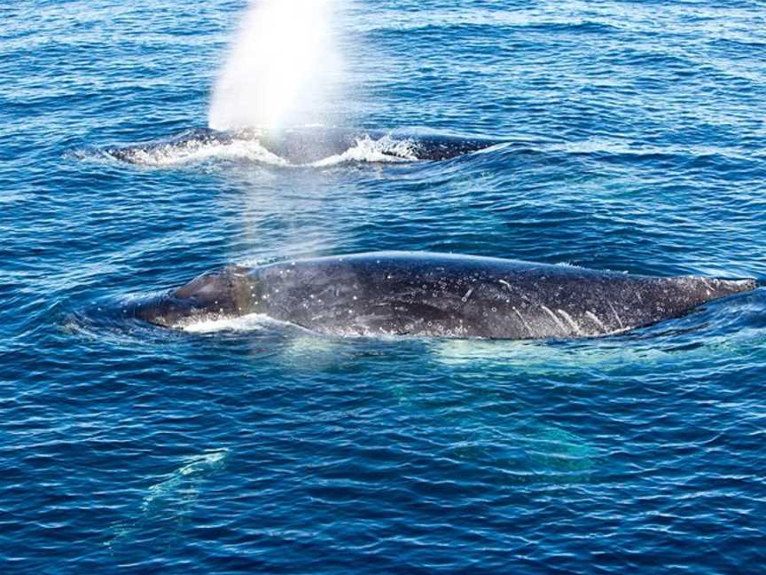 Noosa Whale Watching Centre, Noosa Heads, QLD