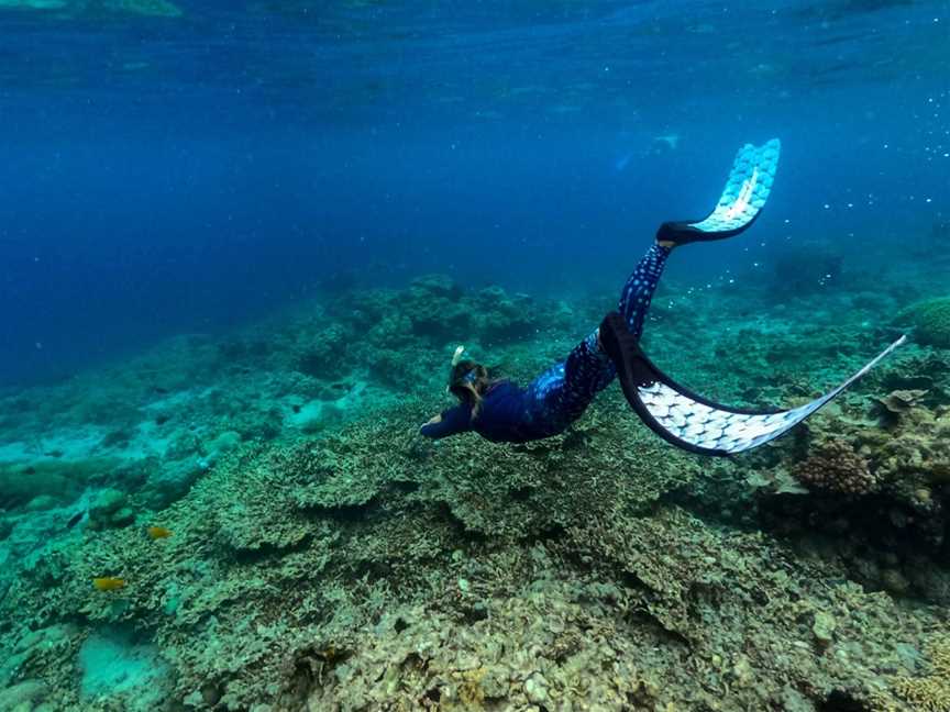 Coral Geographer, Cairns City, QLD