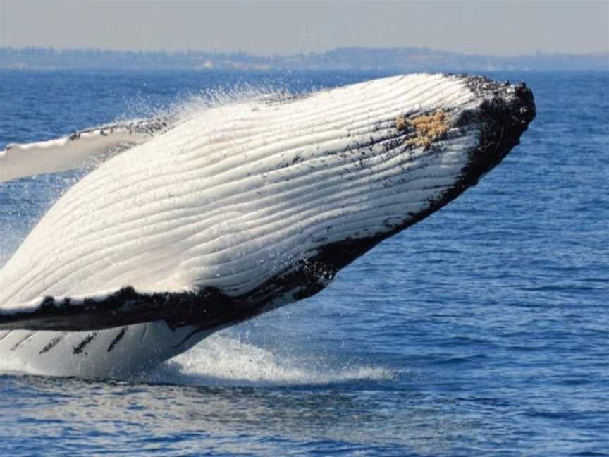 Whale Watching Perth by Rottnest Fast Ferries, Fremantle, WA