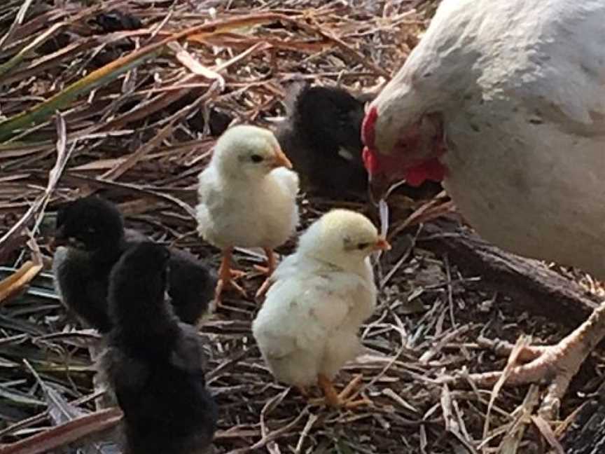 Springmead Farm Tours, Rydal, NSW