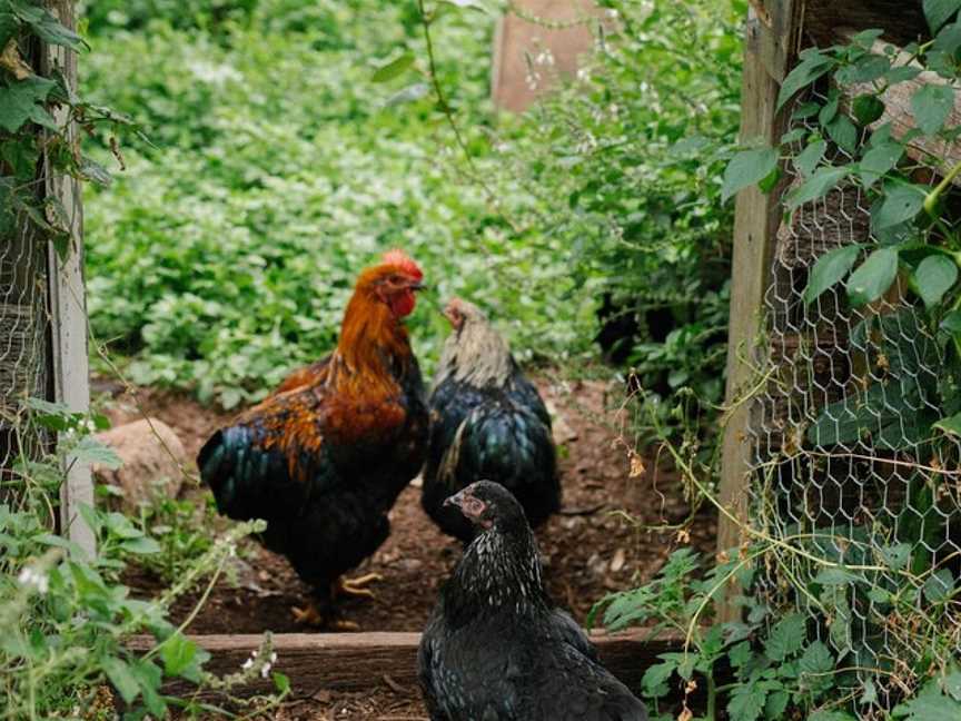 Jamberoo Valley Farm Tours, Jamberoo, NSW