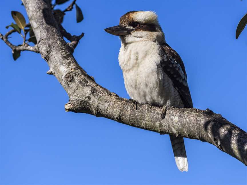 EcoWalks Tours, Sydney, NSW