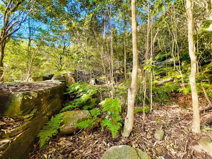 EcoWalks Tours, Sydney, NSW