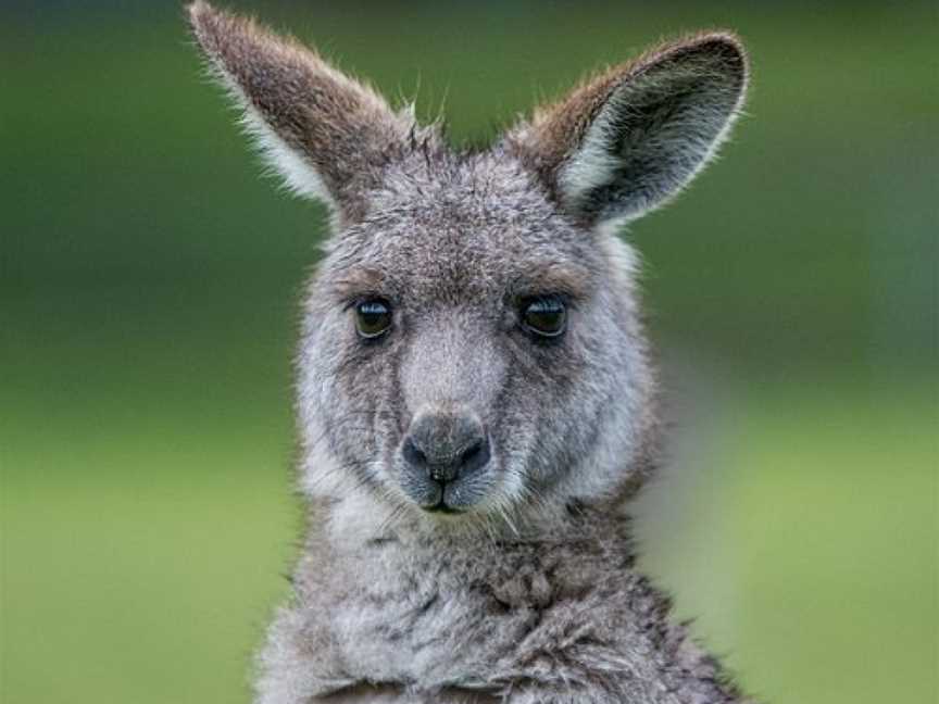 Wildlife Tours Australia - Adelaide, Adelaide, SA