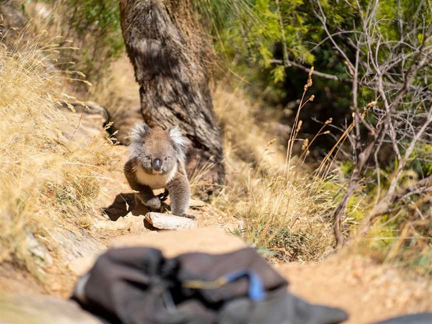 Venture - Rock Climb & Abseil - Morialta Gorge, Woodford, QLD