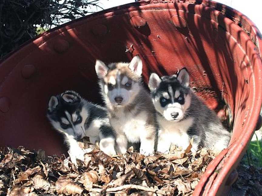 Australian Sleddog Tours, Mount Buller, VIC