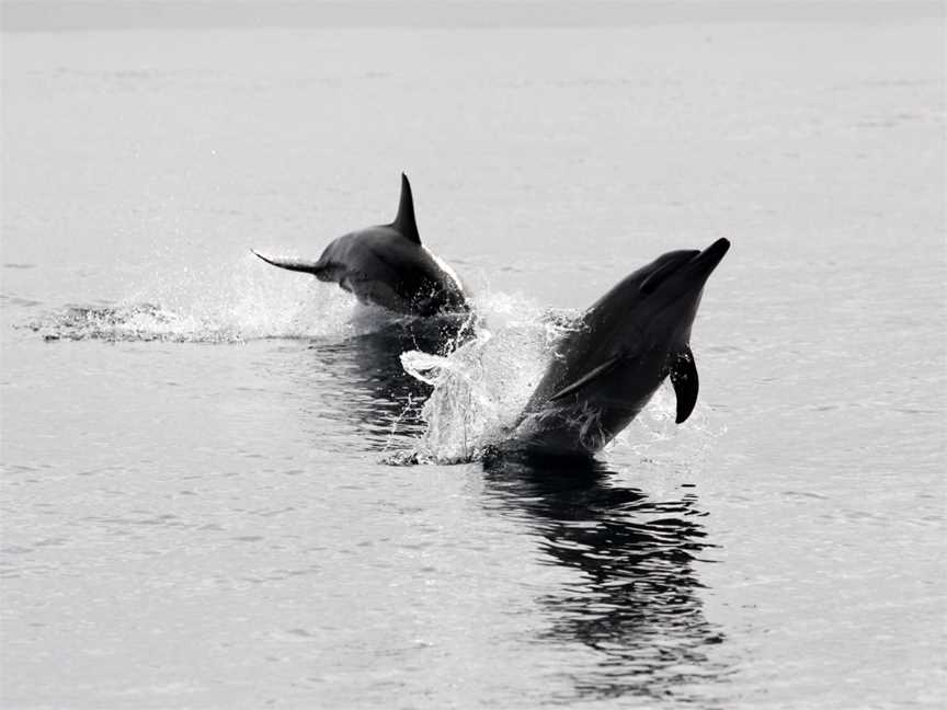 Apollo Bay Fishing Charters, Apollo Bay, VIC