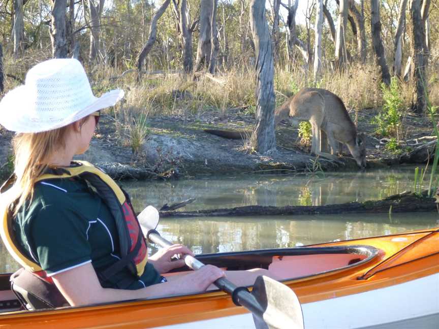 Canoe Adventures - Riverland, Berri, SA