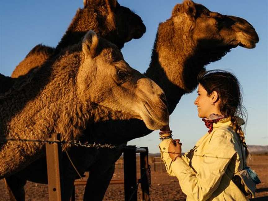 Camel Treks Australia, Beltana, SA