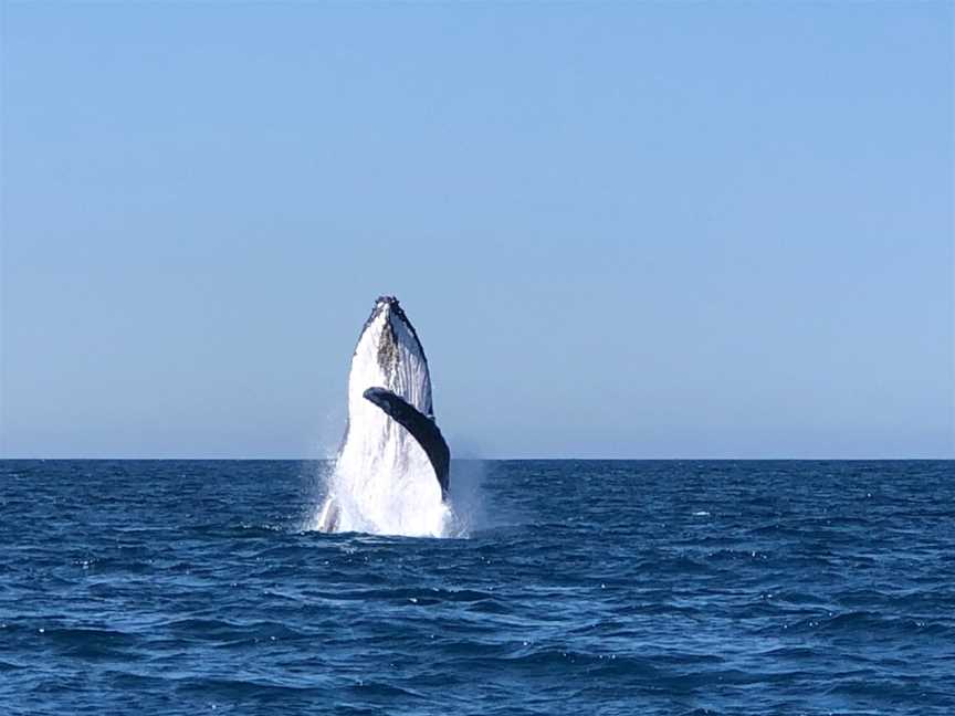 Sunshine Coast Afloat, Mooloolaba, QLD