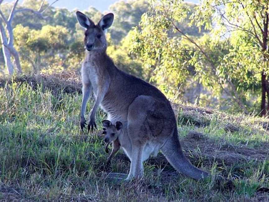 Araucaria Ecotours - Day Tours, Rathdowney, QLD