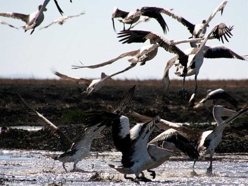 Australia Wide Safaris Carmor Plains Wildlife Reserve Air Boat Tours, Humpty Doo, NT