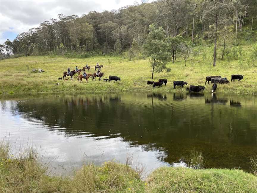 Chapman Valley Horse Riding, Howes Valley, NSW