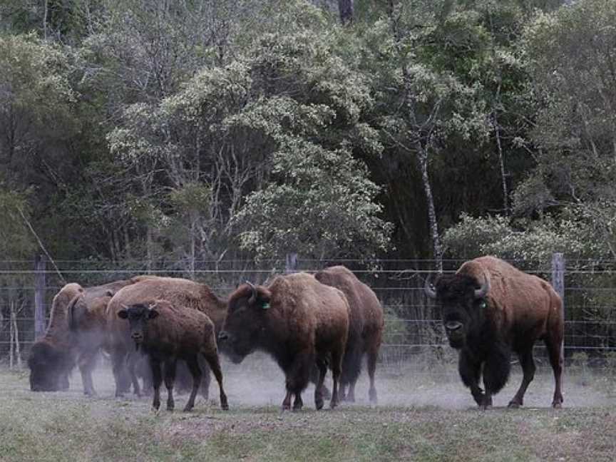 Aranyani Bison Adventure Tourist Park, Myrtle Creek, NSW